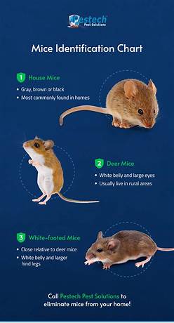 Can mice have friends